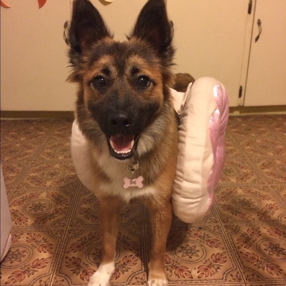 Dog costume